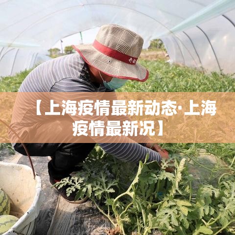 【上海疫情最新动态·上海疫情最新况】