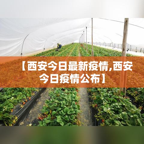 【西安今日最新疫情,西安今日疫情公布】