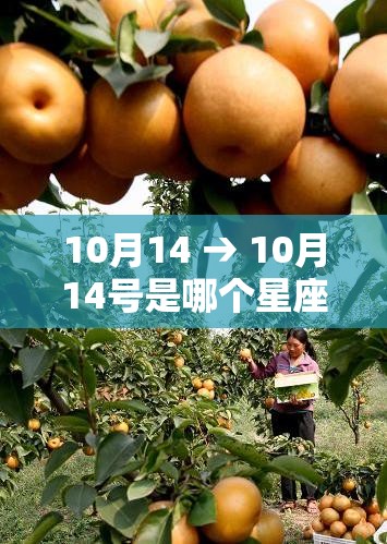 10月14 → 10月14号是哪个星座