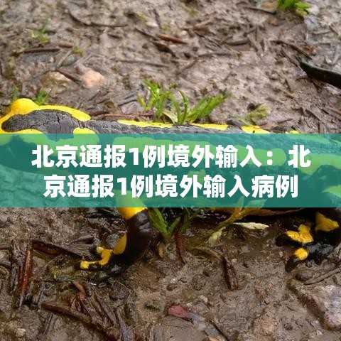 北京通报1例境外输入：北京通报1例境外输入病例
