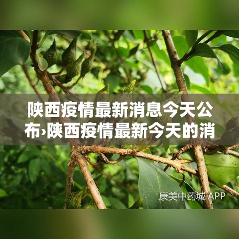 陕西疫情最新消息今天公布›陕西疫情最新今天的消息