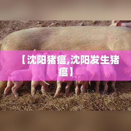 【沈阳猪瘟,沈阳发生猪瘟】