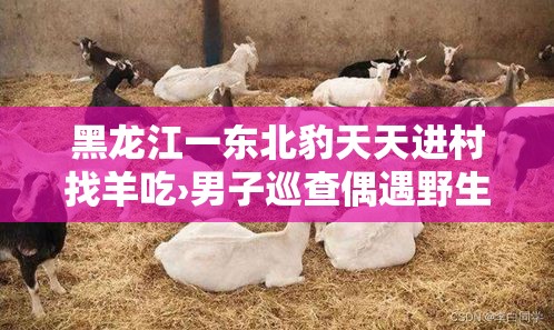 黑龙江一东北豹天天进村找羊吃›男子巡查偶遇野生东北豹