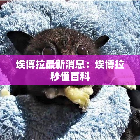 埃博拉最新消息：埃博拉秒懂百科