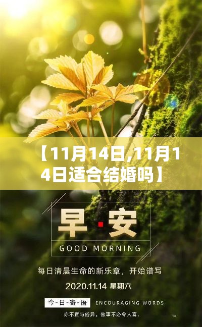 【11月14日,11月14日适合结婚吗】