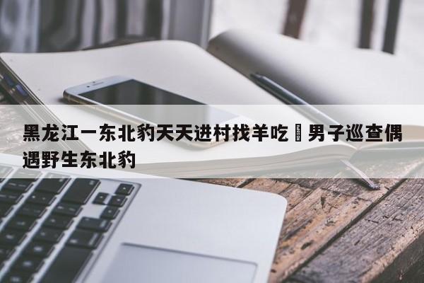 黑龙江一东北豹天天进村找羊吃›男子巡查偶遇野生东北豹